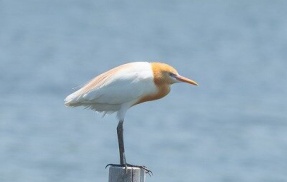 2026年5月20日の野鳥公園