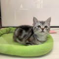 今日のニャンちゃん★