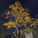 根は大事なんだな