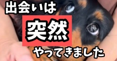 ポコとの出会い。