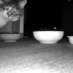 今を生きる～猫と共に