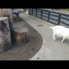 『2017/11/16　吉祥寺にある「井の頭自然文化園」』の画像