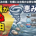 🎥🎧️牡蠣にも台風が必要？驚きのメカニズム【異常気象】も防ぐ