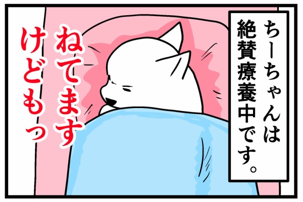 ちーちゃんです。 ちーちゃんっ🐾 - いぬまんが