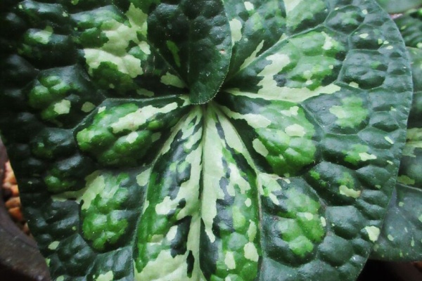 カンアオイに魅せられて！！ - オモロカンアオイ