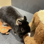 うさぎブログ　うさぎのしっぽ公式ブログ「日々しっぽ」