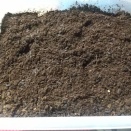 カブトムシ幼虫を温室へ移動。