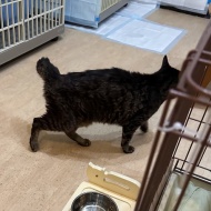 カイちゃんのこと