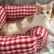 メルシーを迎えて変わったことと猫の魅惑的な足