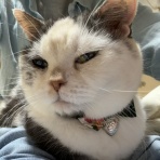 いつかのさんた 今日のみゅう