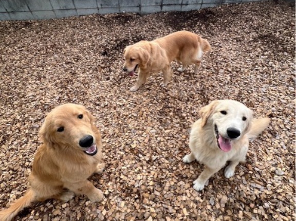 シェルター通信です🐶💕💕