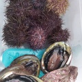 オーストラリアで釣りとか鮑