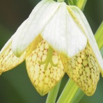 ヒロシマの視線