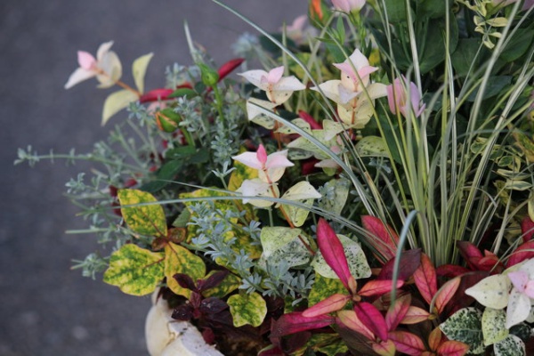 モナガーデン 中西園芸のblog 16