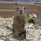 『 新しい小動物の紹介です🐹』の画像