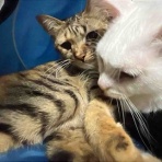 ねこかます