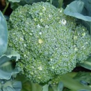 ブロッコリーの花蕾が大きくなってきた