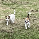 我が家の愛犬🐶