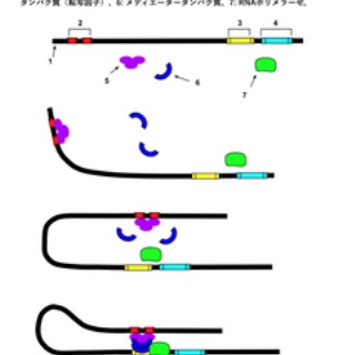 crisp_bio