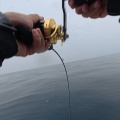 美浜沖　青物調査サワラ連発からの本命キャッチ