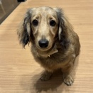 358489　ミニチュアダックスフンド