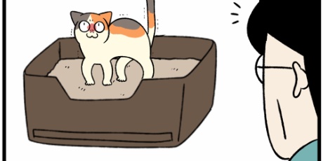 柴犬どんぐり三毛猫たんぽぽ - キジトラなのはな Powered by