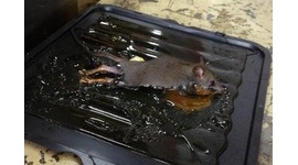 【バカ発見器】ピザーラ店員がネズミの死骸をピザ真横に置く