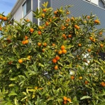 鮎釣りおじさん