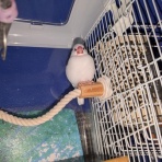 白文鳥のぴーちゃんの記録