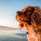 『犬が抱く不安を解消できる人になれるかどうかのポイントでもあり。 リカバリーを加速できる人であるポイントでもある。』の画像