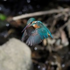 『BORG89EDによるカワセミホバリング　2020/10/29』の画像