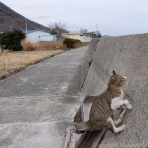 猫写真家・沖 昌之のブログ　野良ねこちゃんねる。　
