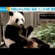 【動画】和歌山から返還のジャイアントパンダ中国で公開 「良浜」「結浜」「彩浜」