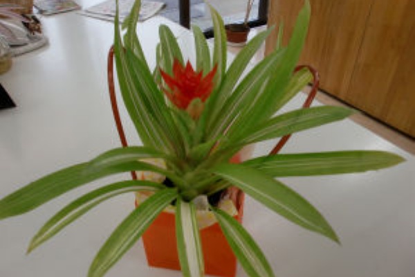 赤い花 グズマニア くらら日記