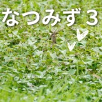 いきもの大好き！chunchunblog