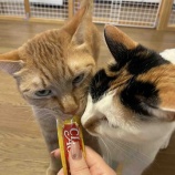 『ボランティア活動の様子をご紹介🍑』の画像