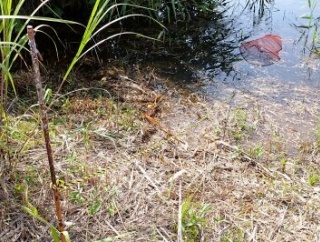 アカミミガメ等防除の罠を設置しました