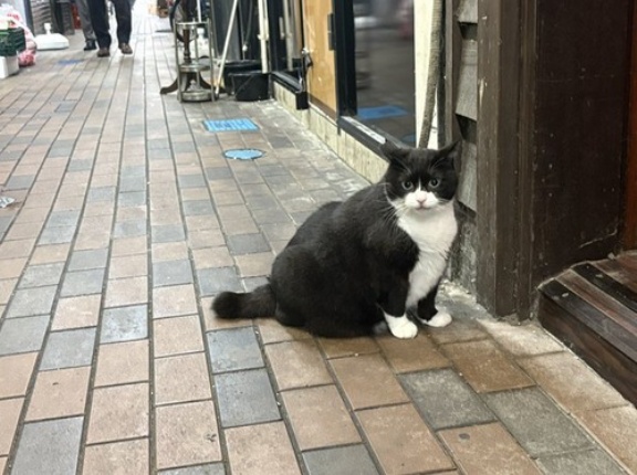 仙台にいる地域猫・ウラくん　イケメンかわいいと話題に