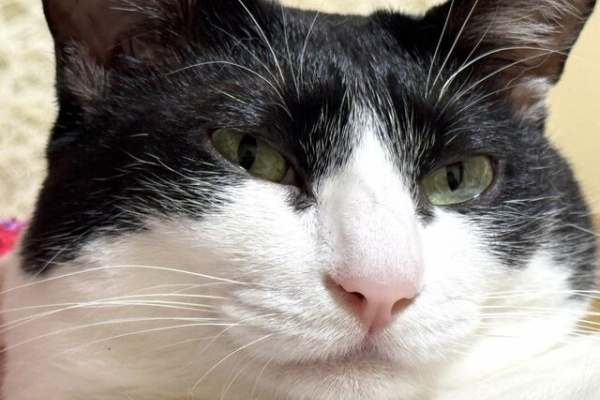 ねこ 猫 ネコ好きは とまらニャィッ♪