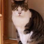 猫カフェ ねこまんまBlog