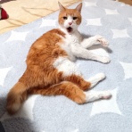 STEP太極拳～明るく、楽しい太極拳！