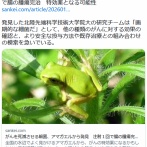 がんを死滅させる細菌、アマガエルから発見　注射１回で腸の腫瘍完治　特効薬となる可能性