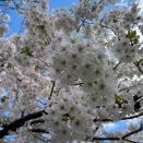 春過ぎぬ？　今年の桜記録編