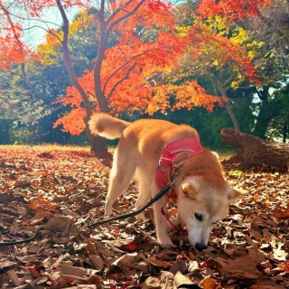 かぼすちゃんとおさんぽ。