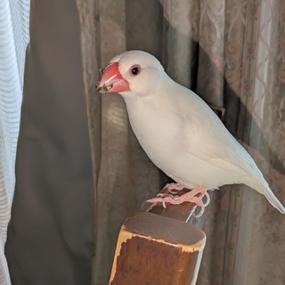 白文鳥のぴーちゃんの記録