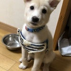 NPO法人 福井犬猫を救う会