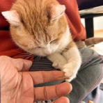 馬とニャンコと男と女