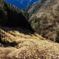 【群馬】黄金色に染まった雲海 屋敷山のミツマタ群生地(2026/3月再訪)