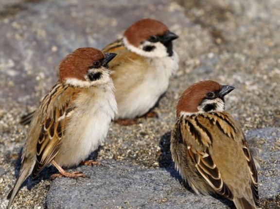 外国人「京都でスズメの串焼きが売ってたので食べてみた…」