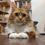 『おちゃめなムファサ君』の画像